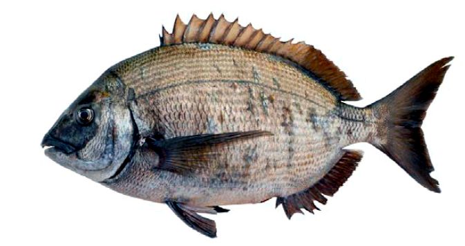 Diplodus sargus_06.jpg